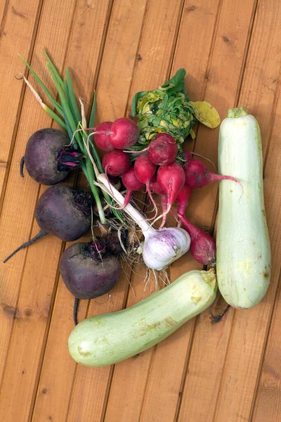 Bodegón Con Cultivo Remolachas Maduras Zanahorias Cebolla Rábanos Calabaza Ajo —  Fotos de Stock