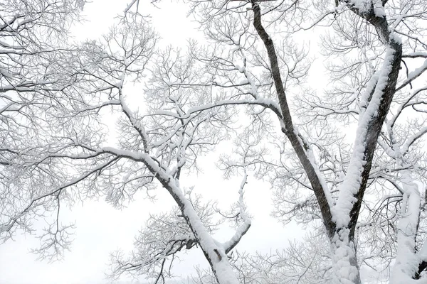 Belas Árvores Inverno Com Neve Limpa Galhos Sobre Fundo Branco — Fotografia de Stock