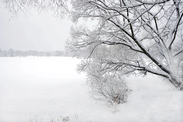 Bela Paisagem Inverno Com Árvores Cobertas Neve Borda Floresta Rio — Fotografia de Stock