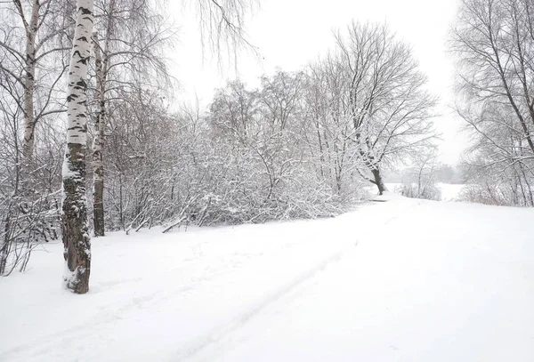 Bela Paisagem Inverno Com Caminho Coberto Neve Floresta Entre Árvores — Fotografia de Stock