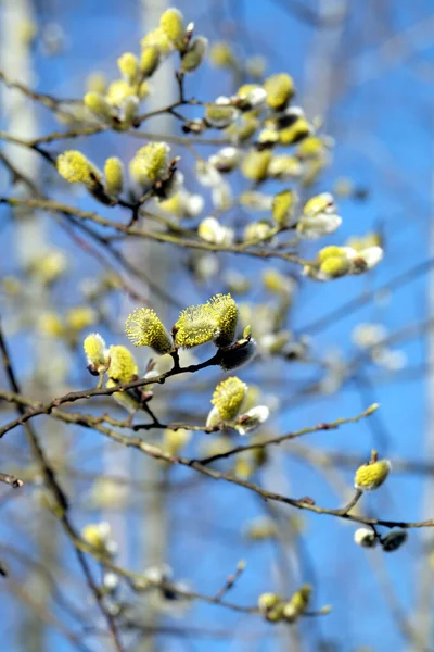 Many Willow Branches Bushy Sprouts Blossom Clear Cloudless Blue Sky — Stock Photo, Image