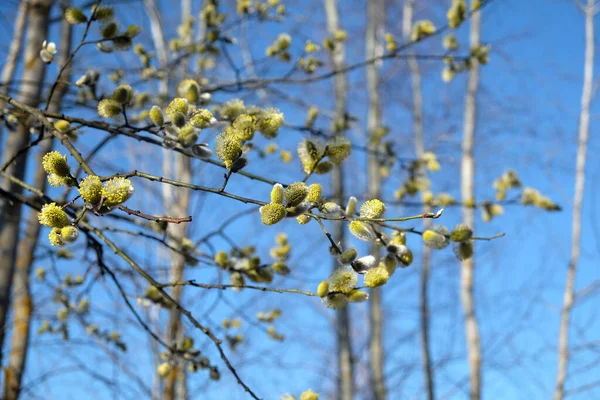 Viele Weidenzweige Mit Buschigen Sprossen Blühen Bei Klarem Wolkenlosem Blauem — Stockfoto