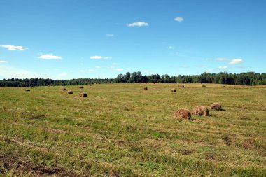 Ormanın kenarında uzun yaz arazisi olan güzel kırsal alan. Parlak güneşli yaz günü manzarasında pek çok kuru saman var.