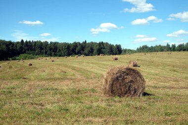 Ormanın kenarında uzun yaz arazisi olan güzel kırsal alan. Parlak güneşli yaz günü manzarasında pek çok kuru saman var.