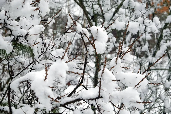 小さな芽で濃い海クロウメモドキの茂みの長い枝に雪のフレークを溶かすクローズアップビュー — ストック写真