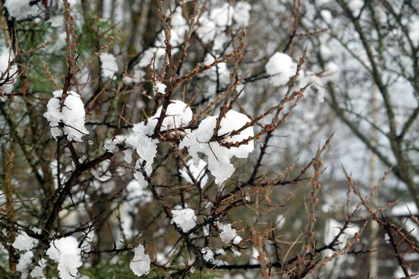 在春天的近景中 融化的雪花落在茂密的海荆棘丛的长枝上 — 图库照片
