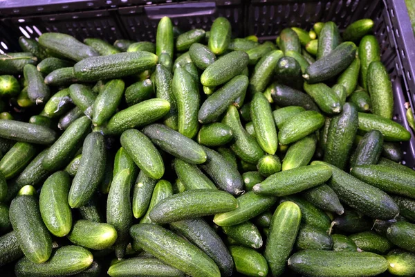 Stilleben Med Skörd Många Mogna Gröna Gurkor Inuti Svart Plastlåda — Stockfoto