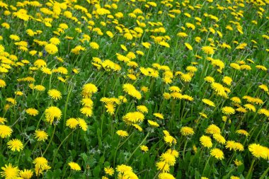 Yeşil alanda bir sürü çiçek açan sarı karahindiba doğal arka plan görüntüsü