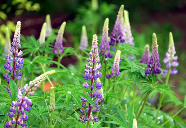 Bleuet Bleu Avec Des Lupins Roses Fleurs Avec Des Gouttes — Photo