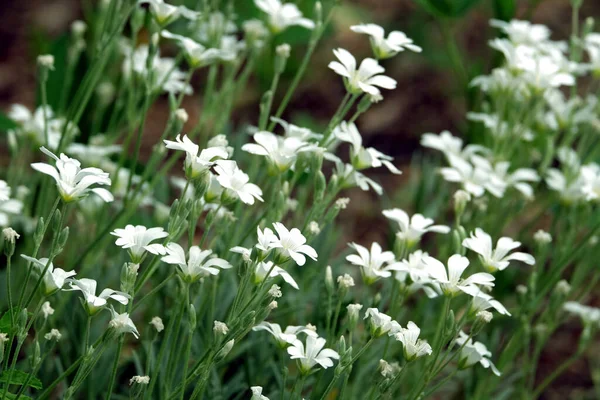 Viele Schöne Mehrjährige Jaskolka Feldblumen Blühen Sommer Garten Seitenansicht Aus — Stockfoto