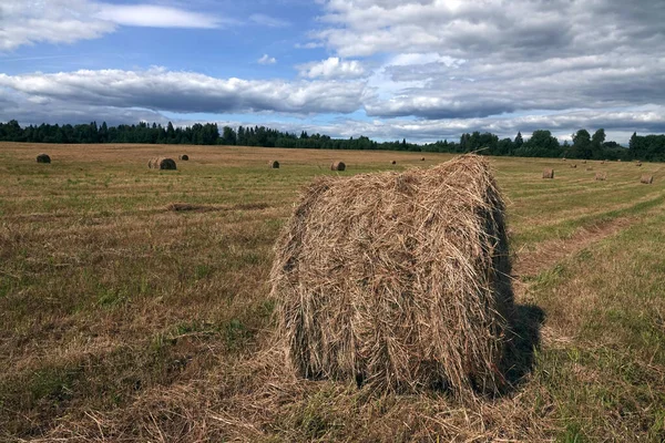 Venkovská Krajina Polem Mnoha Stočenými Stohy Sena Jedním Nich Detailní — Stock fotografie