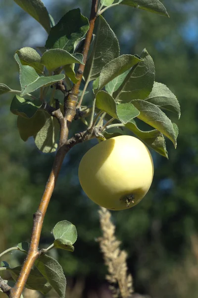 Elma elma ağacı dalı üzerinde sıcak yaz gününde olgunlaşır. Dikey fotoğraf — Stok fotoğraf