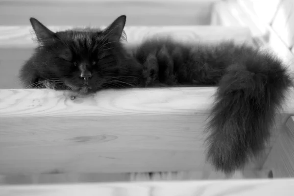 Gato negro durmiendo en escaleras de madera escaleras dentro de casa — Foto de Stock