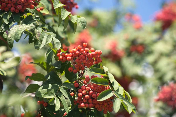 Beaucoup de rowanberries est accroché sur des banquettes vertes gros plan — Photo