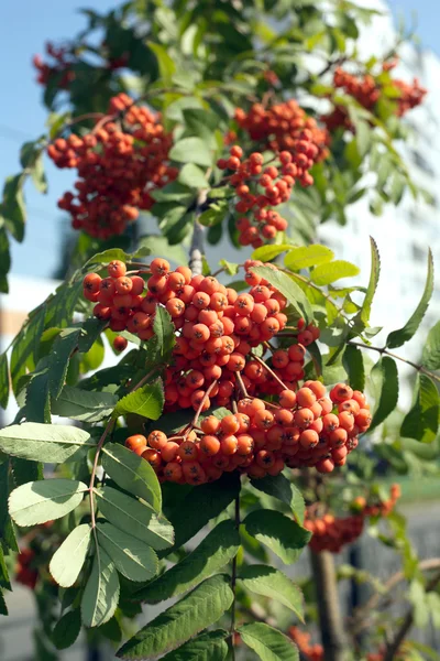Many rowanberries hangs on green banches closeup — Stock Photo, Image
