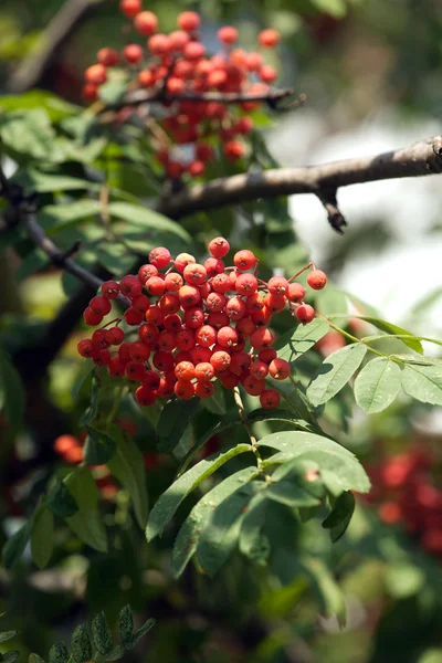 Mnoho rowanberries visí na zelené Multisedáky closeup — Stock fotografie