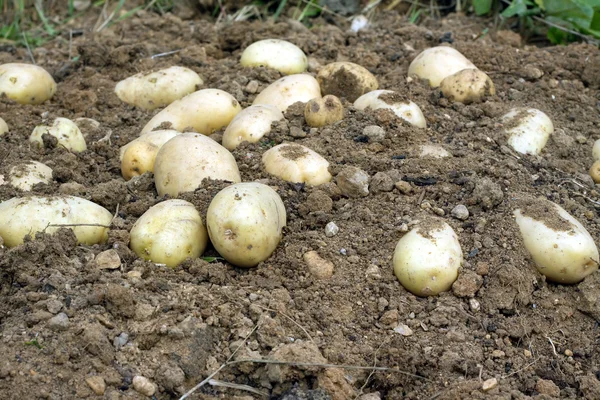 Many ripe young potatoes tubers in ground closeup — Stock Photo, Image