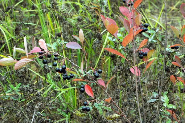 Owoce jagód jarzębiny zawiesza się na gałęziach w jesieni — Zdjęcie stockowe