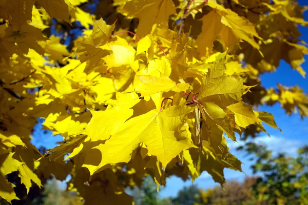 Folhas de bordo em uma árvore no outono perto — Fotografia de Stock
