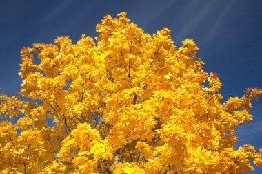 akçaağaç ağaç yaprakları sonbaharda üzerinde mavi gökyüzü