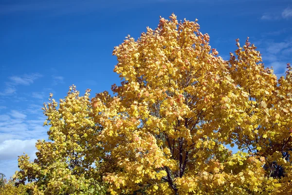 Javorové listy na stromech na podzim nad modrá obloha — Stock fotografie