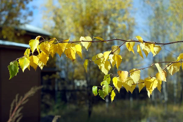 Fim da temporada de verão. Ramo de bétula com folhas amarelas fechar — Fotografia de Stock