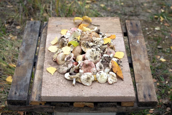 Натюрморт з багатьма їстівними грибами на старому коричневому дерев'яному столі — стокове фото