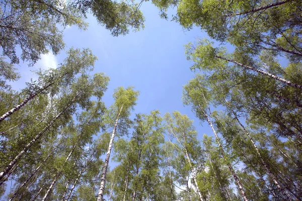 Madera de muchos abedules en verano — Foto de Stock