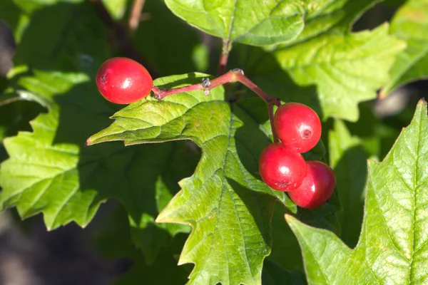 Rote Viburnum-Früchte hängen an einem Büschel — Stockfoto