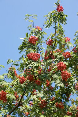 birçok üvez meyveleri meyve içinde erken sonbahar tatlı yeşil dallar üzerinde asılı