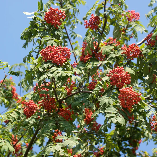 Many rowan-berries fruits hangs on green branches in early autumn closeup — Stock Photo, Image