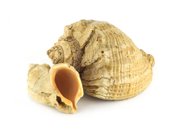 Two seashells isolated on white — Stock Photo, Image