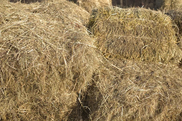 Lots of dry hay, photographed close up — Stock Photo, Image