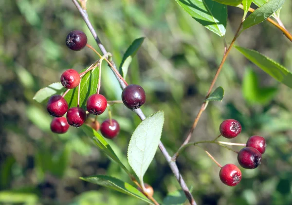 Beeren-Apfelbeere reift im Frühherbst in der Natur — Stockfoto