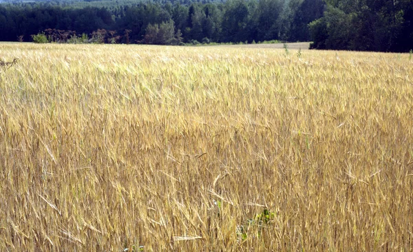 Venkovská krajina s polem žita na letní den a Les — Stock fotografie