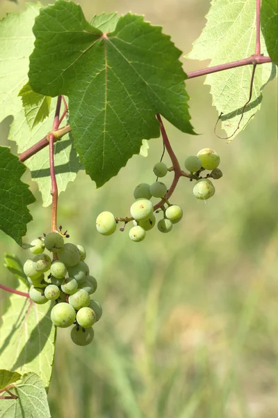 Raisins verts mûrissent sur la branche de la vigne lors d'une chaude journée d'été — Photo