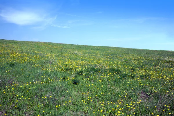 草原と多くの黄色のタンポポと空と丘 — ストック写真