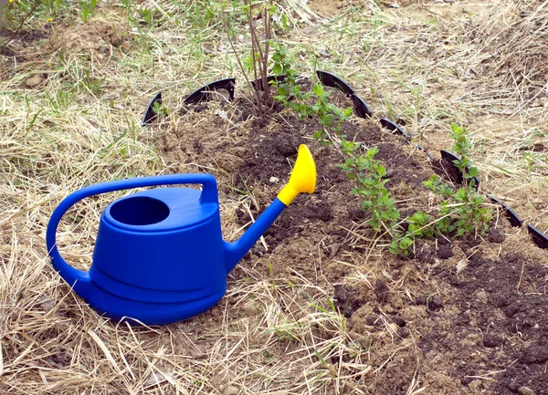 Blue watering can for water plants standing on garden bed — Stock Photo, Image