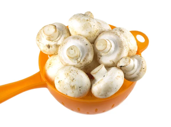 Muitos cogumelos comestíveis no escorredor isolado — Fotografia de Stock