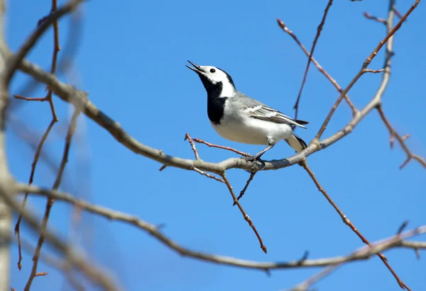 Pájaro wagtail blanco se sienta en la rama del árbol en primavera — Foto de Stock