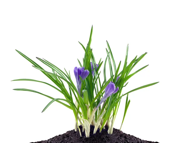 Crocuses flowers in black land isolated on white closeup — Stock Photo, Image