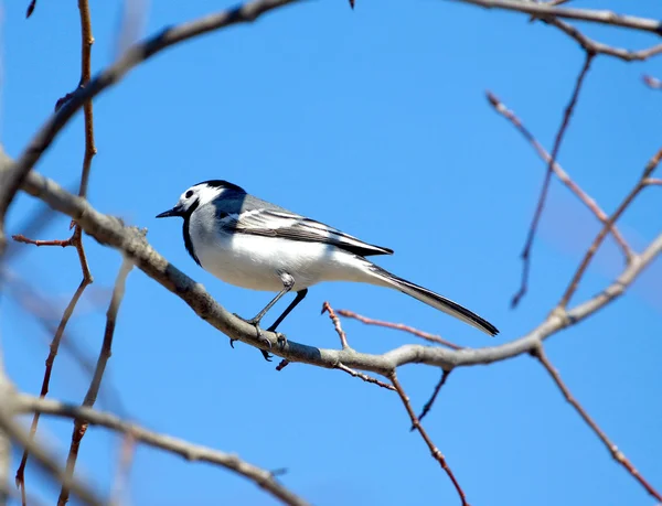 Pássaro de cauda branca senta-se no galho da árvore na primavera — Fotografia de Stock