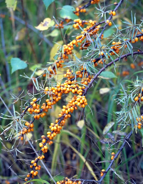 Branches of buckthorn with ripe berries close up — Stock Photo, Image