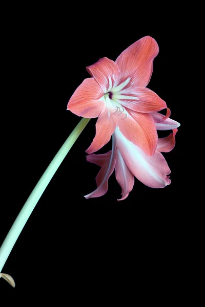 Pink zephyr flower isolated on black closeup — Stock Photo, Image