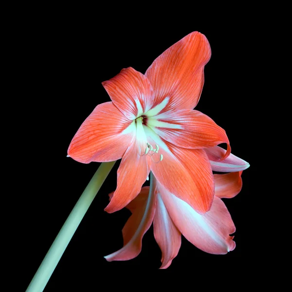 Zephyranthes flower isolated on black closeup — Stock Photo, Image