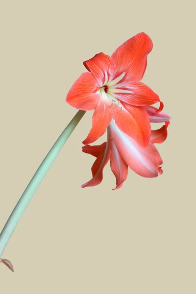 Zephyranthes flower isolated on beige closeup — Stock Photo, Image