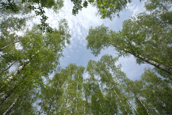 Hout van vele berken in de zomer — Stockfoto