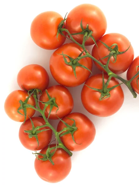 Tomates rouges sur branches isolées sur blanc — Photo