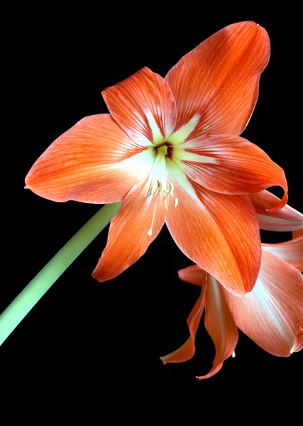 Zephyranthes flower isolated on black closeup — Stock Photo, Image