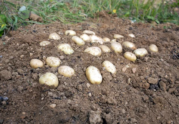 Muitos maduros jovens tubérculos de batatas no chão closeup — Fotografia de Stock